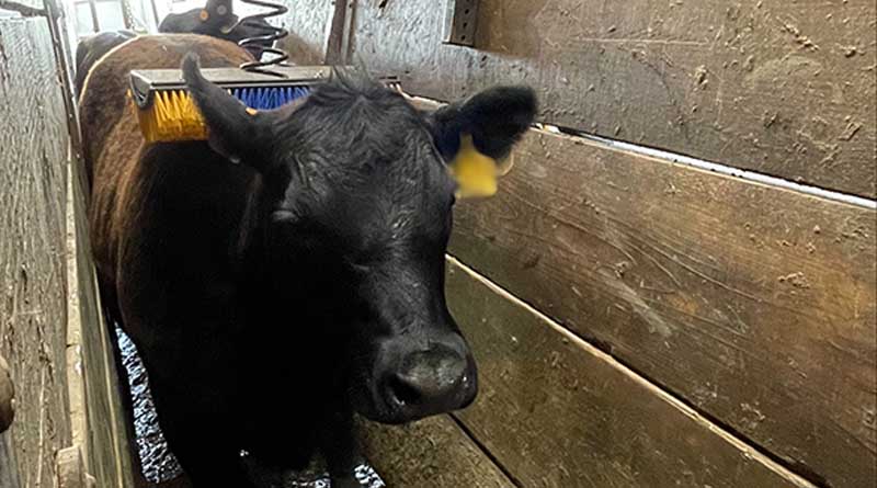 Brushing Away Bovine Stress