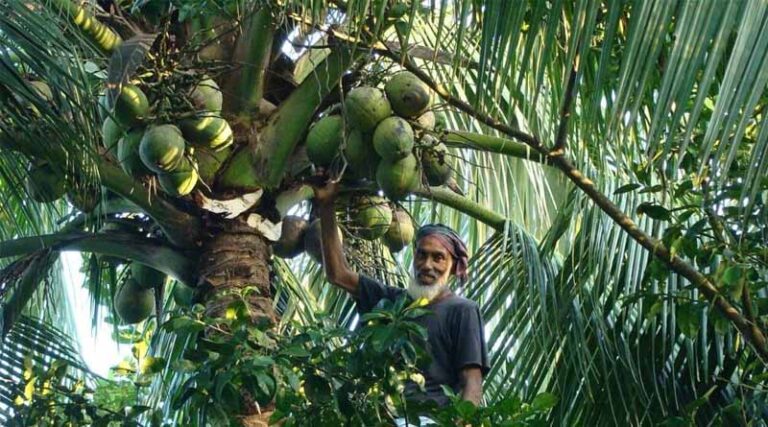 Pest Preparedness In Action: Preventing The Coconut Hispine Beetle Invasion In Bangladesh