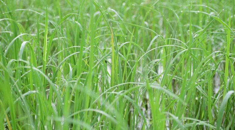 Paddy Nursery Preparation and Seed Treatment Recommended by IARI for Basmati Cultivation in India