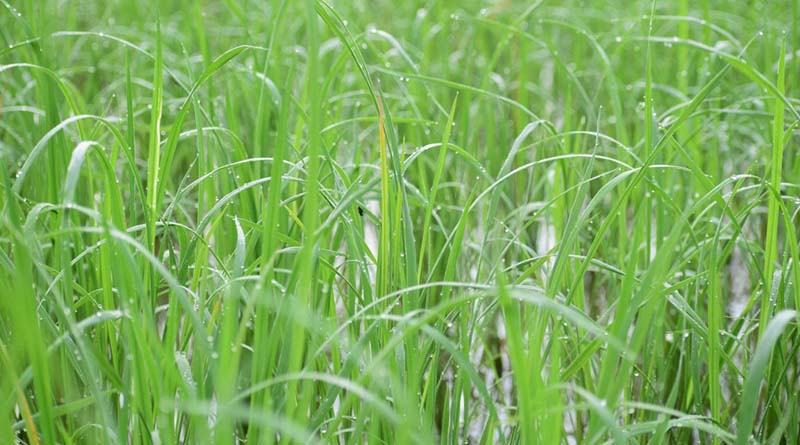 Paddy Nursery Preparation and Seed Treatment Recommended by IARI for Basmati Cultivation in India