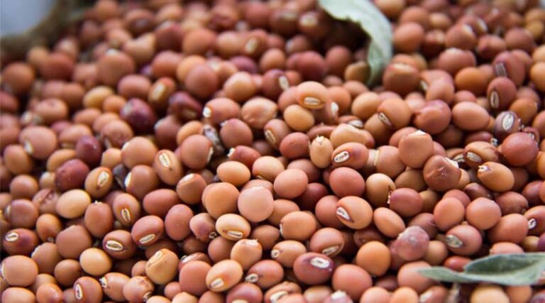 IARI Advisory on Pigeonpea Sowing: Seed Treatment, Varieties, and Moisture Management