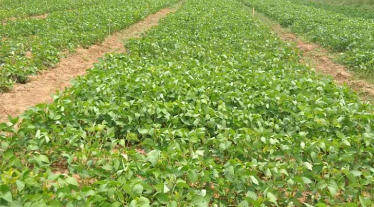 Green Gram and Blackgram Sowing Advisory by IARI: Seed Treatment and Moisture Management for Higher Yields
