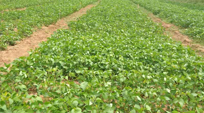 Green Gram and Blackgram Sowing Advisory by IARI: Seed Treatment and Moisture Management for Higher Yields