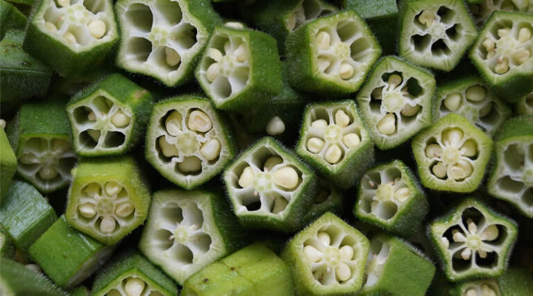 IARI Advises Nutrient Management for Lady Finger After Harvest for Continuous Productivity