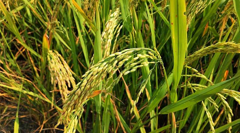 High Yielding Varieties of Basmati Paddy: IARI Recommendations and Seed Treatment Guidelines
