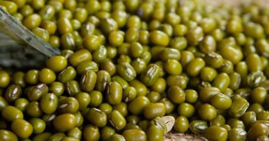 High Yielding Varieties of Green Gram (Moong): IARI Scientific Seed Treatment and Sowing Guide