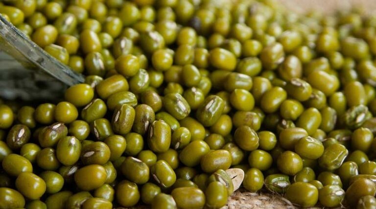 High Yielding Varieties of Green Gram (Moong): IARI Scientific Seed Treatment and Sowing Guide
