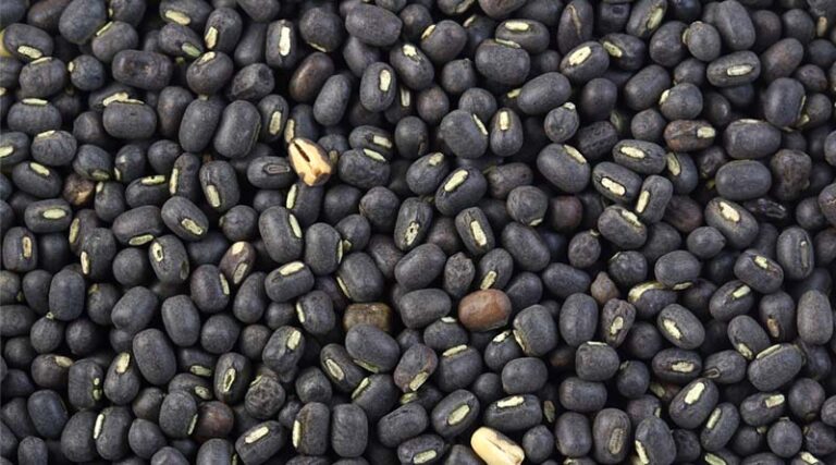 High Yielding Varieties of Black Gram (Urad): IARI Seed Treatment and Cultivation Recommendations