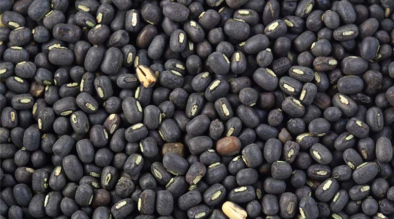 High Yielding Varieties of Black Gram (Urad): IARI Seed Treatment and Cultivation Recommendations