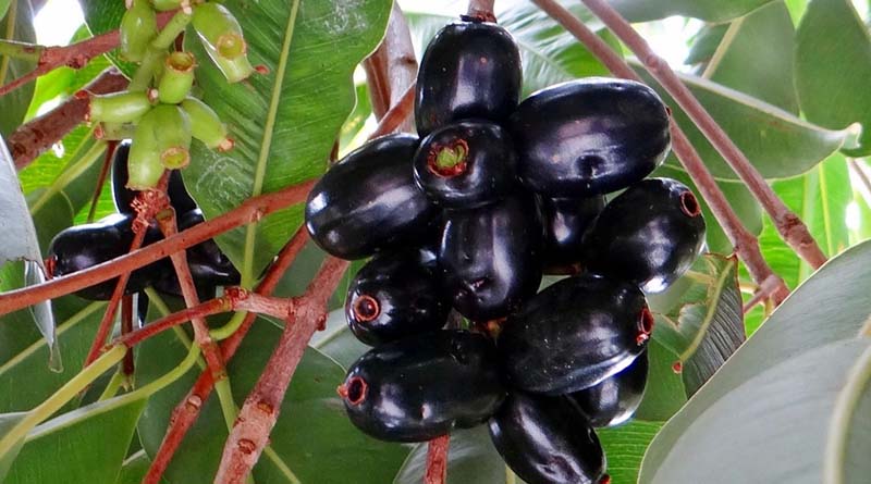 India Exports First Fresh Jamun Consignment from Karnataka to London