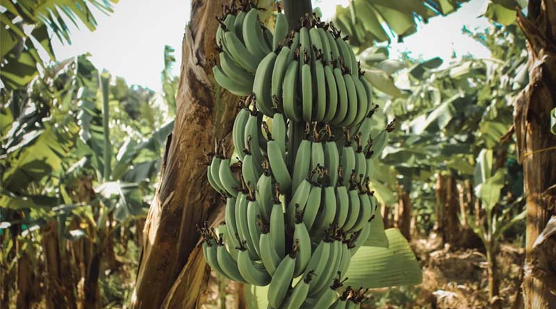 Cambodia’s Banana Exports Reach 260,000 Tons, Driven by China Trade