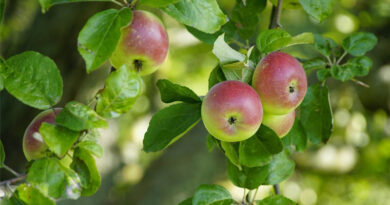Kashmir's Apple Revolution: Young Farmers Bypass Middlemen with Social Media Sales