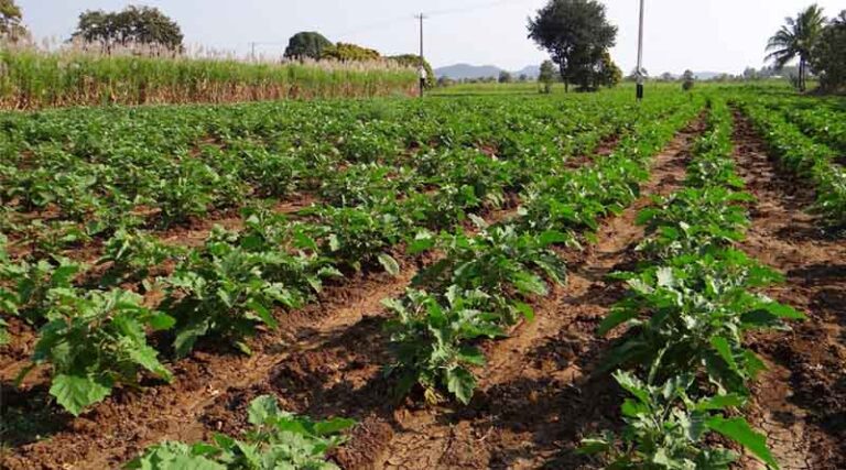 Bihar Launches Vegetable Exports to Dubai Under Cooperative Model