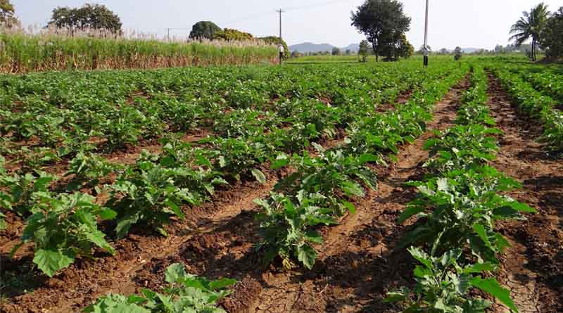 Bihar Launches Vegetable Exports to Dubai Under Cooperative Model