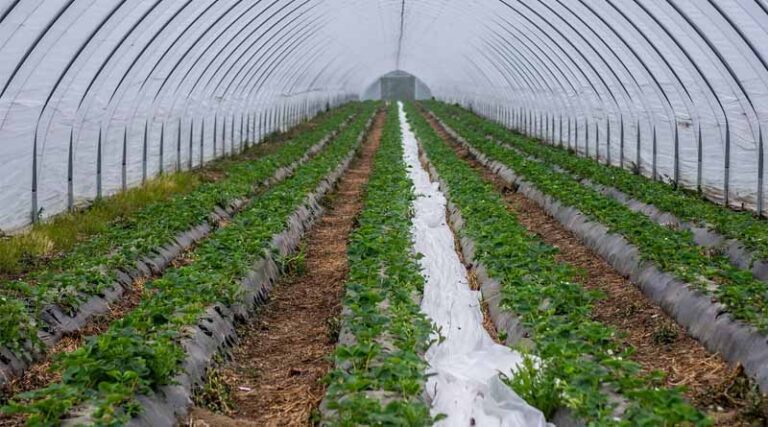 IARI Pusa Develops Integrated Drip-Mulch Technology for Sustainable Baby Corn Cultivation in India
