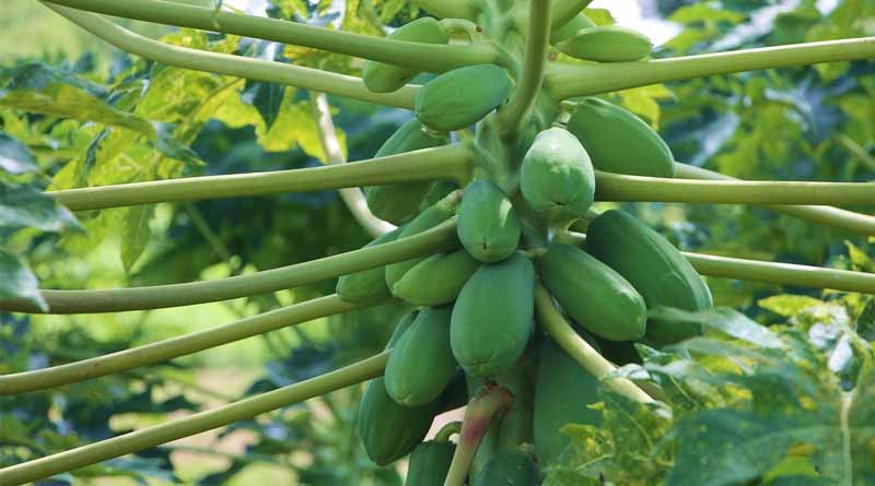 IARI Pusa Advisory: Curling Leaves in Papaya Crop? It Could Be Papaya Ring Spot Virus
