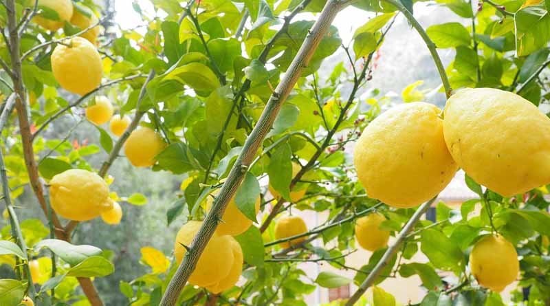 Bacterial Canker Causing Brown Spots on Lemon Crop: Here’s How to Control It