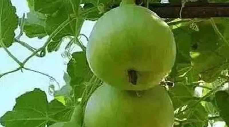 Tinda (Indian Round Gourd) Leaves Turning Yellow? Farmers Advised to Watch Out for Downy Mildew Disease
