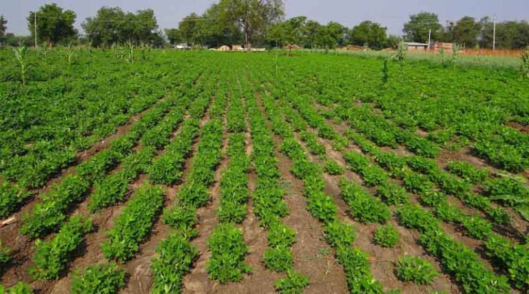 Chhattisgarh: Farmers in Jashpur Turn to Summer Groundnut Cultivation for Higher Profits