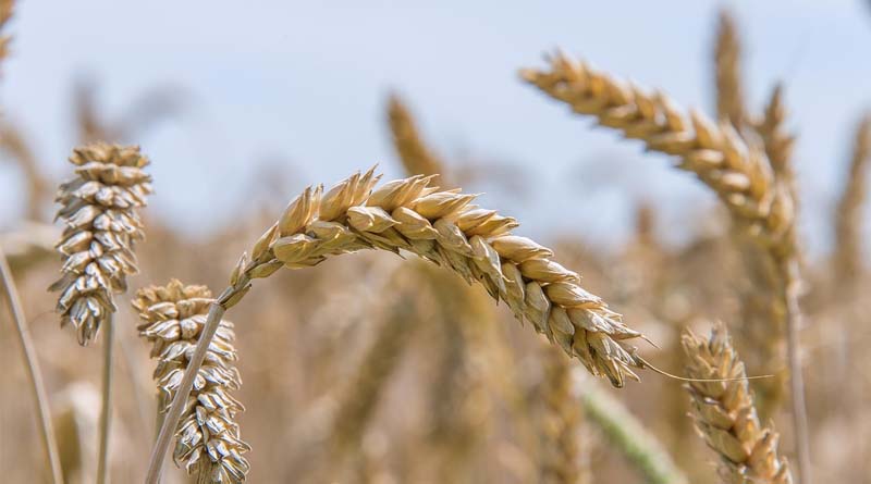 China Completes 75% Of Summer Wheat Harvest