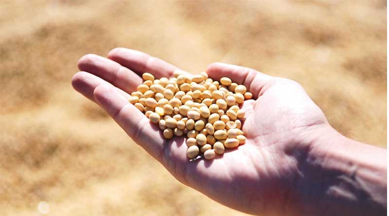 2024/2025 Brazil Corn Estimate Increased 1 mt to 130.0 Million Tons
