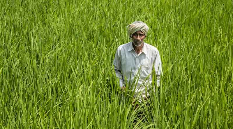 IARI Weekly Agromet Advisory: Complete Guidelines for Farmers for Paddy, Pulses, Vegetables, Soil Testing and Orchard Establishment