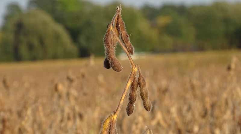 Are You Sowing Soybean at the Right Time to Maximize Your Yield?