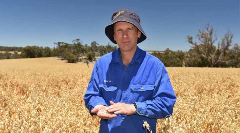 Early Broadleaf Weed Option Emerges For Cereal Crops