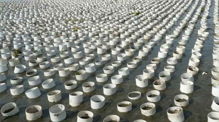 Center for Food Safety Files Motion to Halt Nine Industrial Shellfish Operations in Washington's Coastal Waters