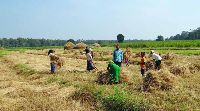 India’s Summer Crop Sowing Area Jumps to 83.93 Lakh Hectares in 2025