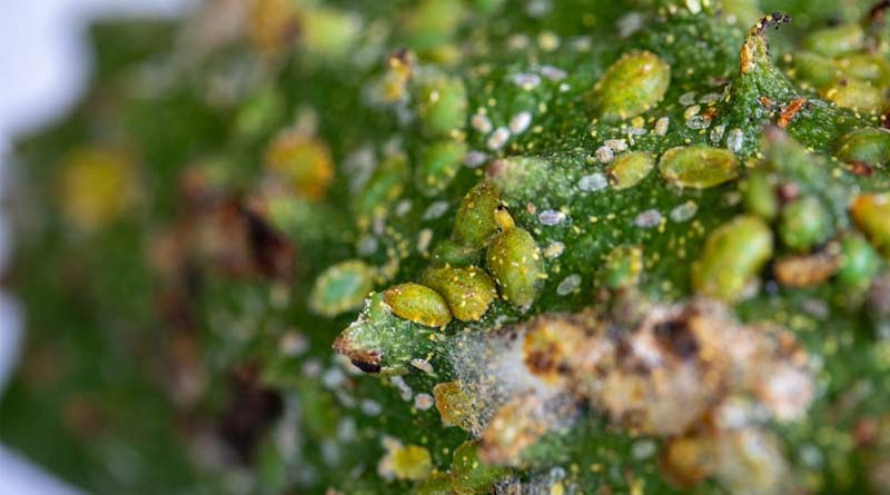 CABI Works In Partnership To Step Up The Fight Against Invasive Croton Scale Pest In Grenada