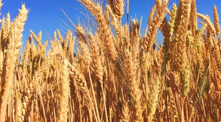 China Nears Completion of Summer Wheat Harvest with 75% Cropped Across 17.3 Million Hectares