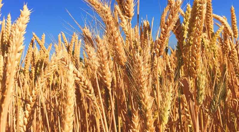 China Nears Completion of Summer Wheat Harvest with 75% Cropped Across 17.3 Million Hectares