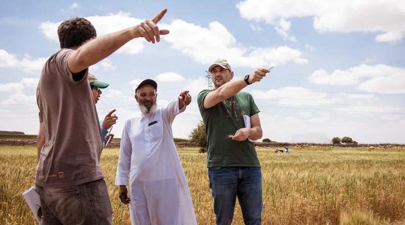 New drought-tolerant Durum Wheat Variety proves its worth in Morocco
