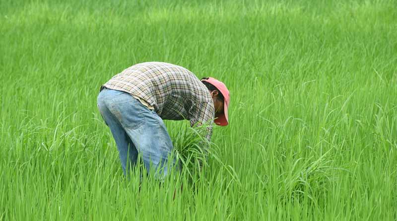 Kharif 2025 Sowing Begins Strong with Timely Monsoon: 1.48 Lakh Hectares Higher Than Last Year
