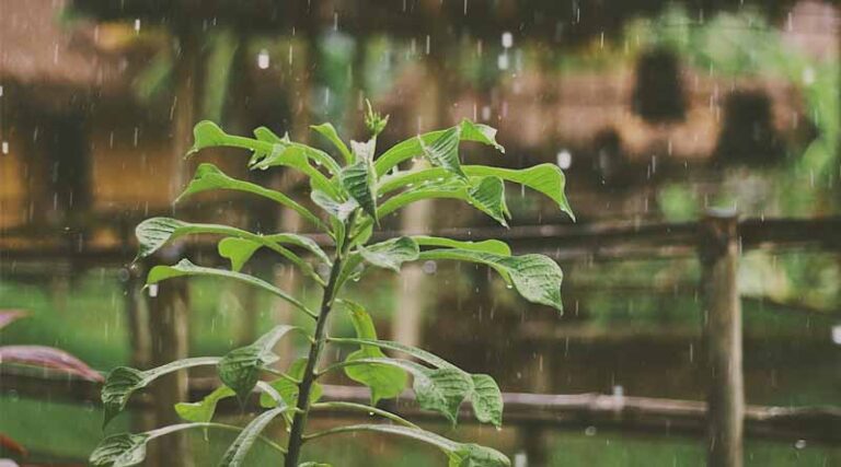 Thunderstorms, Gusty Winds Likely Over Parts of Uttar Pradesh Till June 7: IMD