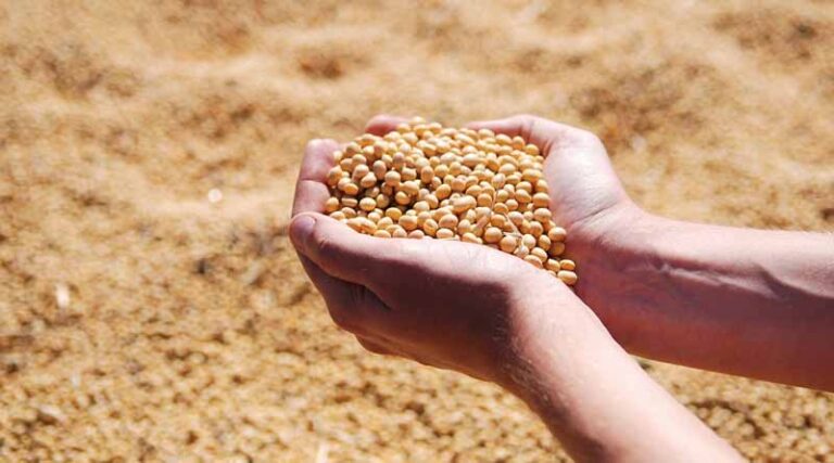 SOPA Urges Govt to Reconsider Edible Oil Import Duty Reduction
