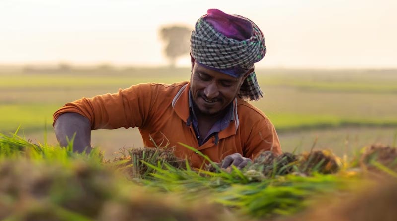 India’s Agricultural Sector on Track to Triple: McKinsey Highlights $3.1 Trillion Potential by 2047