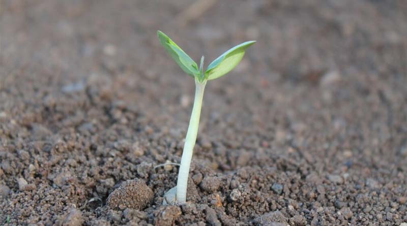 The Role Of Soil Health In Sustainable Agriculture 