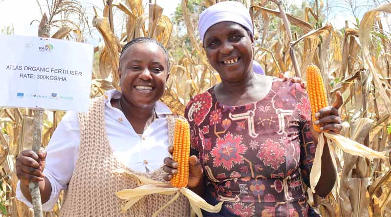 Can Organic Fertilizers Rebuild Zimbabwe’s Fragile Soils?