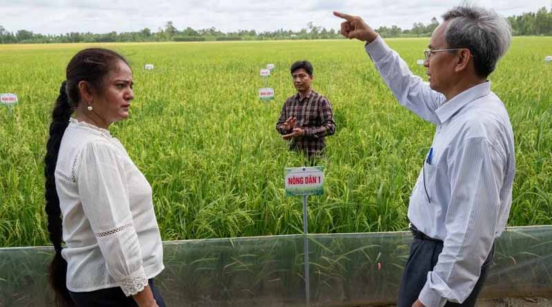 Vietnam Recognizes its First-Ever Rice Variety Derived from Crop Wild Relatives