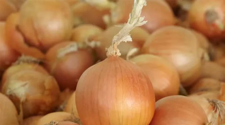Onion Mandi Prices Crash in Madhya Pradesh: Farmers Unable to Recover Even Transportation Costs