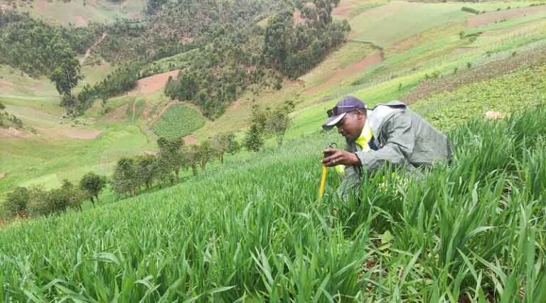 FiBL and Virunga Foundation Launch Organic Wheat Collaboration In The Democratic Republic Of The Congo
