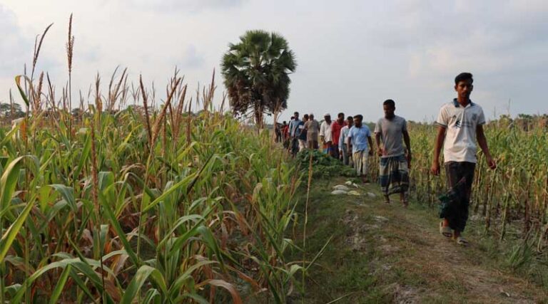 Unlocking The Potential Of Fallow Lands: Crop Diversification In Coastal Bangladesh