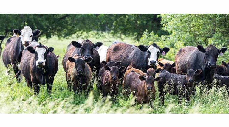 Cattle Chat: Ticks And Disease