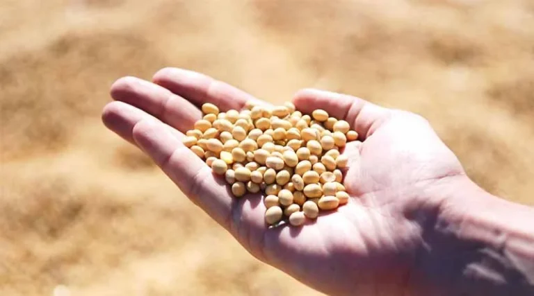 2024/2025 Argentina Soybean Estimate Unchanged at 48.5 mt