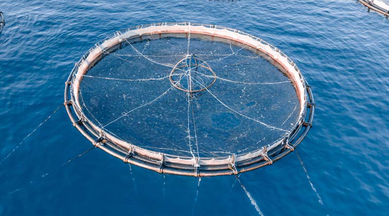Media Statement on Intervention in Northwest Aquaculture Alliance v. Washington State Department of Natural Resources