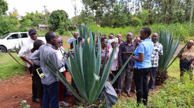 Reframing Innovation in African Agriculture: Why OFE is the Game-Changer