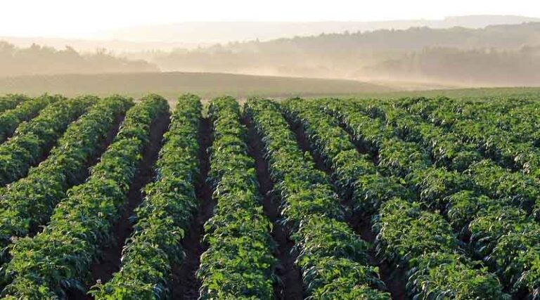 India to Establish South Asia Regional Centre of the International Potato Centre (CIP) in Agra
