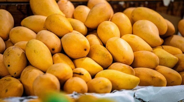 Better Mango Yield Through Effective Disease and Pest Management: Experts Share Essential Tips